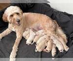Small Photo #5 Goldendoodle Puppy For Sale in AGOURA HILLS, CA, USA