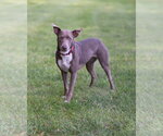 Small Photo #11 Retriever -Unknown Mix Puppy For Sale in Woodbury, NY, USA