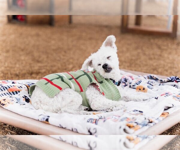 Medium Photo #8 Poodle (Miniature)-Unknown Mix Puppy For Sale in  Ramona, CA, USA