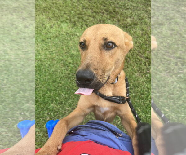 Medium Photo #3 Mutt Puppy For Sale in Sanford, FL, USA