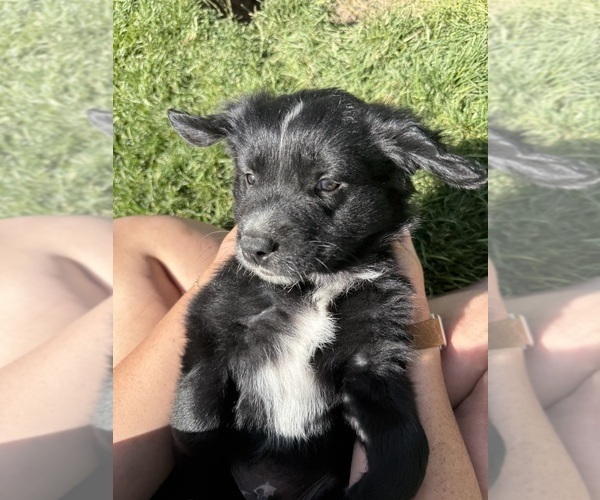 Medium Photo #5 Golden Retriever-Miniature Australian Shepherd Mix Puppy For Sale in LOGAN, UT, USA