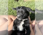Small Photo #5 Golden Retriever-Miniature Australian Shepherd Mix Puppy For Sale in LOGAN, UT, USA