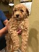 Small Photo #3 Poodle (Miniature) Puppy For Sale in BRIGHTON, CO, USA