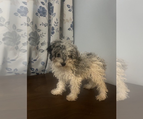 Medium Photo #26 Poodle (Miniature) Puppy For Sale in DURHAM, CT, USA