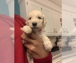 Small #1 Goldendoodle