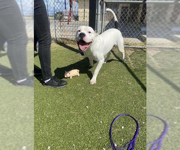 Medium Photo #1 American Pit Bull Terrier-Unknown Mix Puppy For Sale in Pasadena, TX, USA