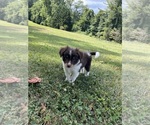 Puppy Cinnamon Border Collie-Papillon Mix