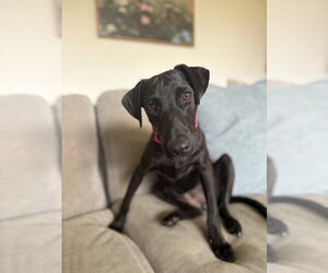 Mutt Dogs for adoption in Virginia Beach, VA, USA