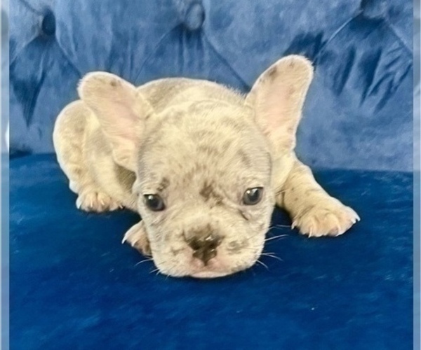 Medium Photo #69 French Bulldog Puppy For Sale in PALMDALE, CA, USA