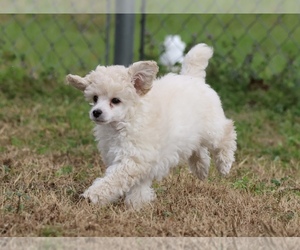 Poodle (Miniature) Puppy for sale in ADAMSVILLE, TN, USA
