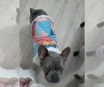Small #14 French Bulldog