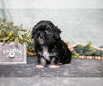 Small #1 Havanese