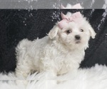 Puppy Lily Maltese