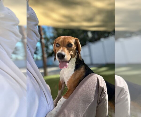 Medium Photo #3 Beagle Puppy For Sale in Canton, CT, USA