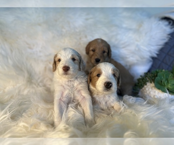 Medium Photo #14 F2 Aussiedoodle-Irish Doodle Mix Puppy For Sale in SACRAMENTO, CA, USA