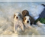 Small Photo #14 F2 Aussiedoodle-Irish Doodle Mix Puppy For Sale in SACRAMENTO, CA, USA