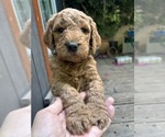 Small #32 Goldendoodle