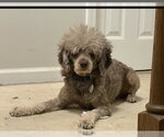 Small #7 Poodle (Miniature)