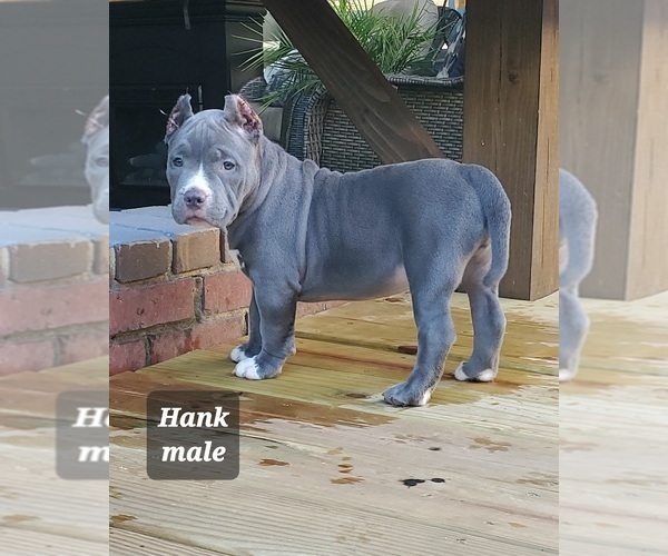 Medium Photo #11 American Bully Puppy For Sale in ROCKVILLE, MD, USA