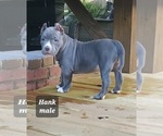 Small Photo #11 American Bully Puppy For Sale in ROCKVILLE, MD, USA