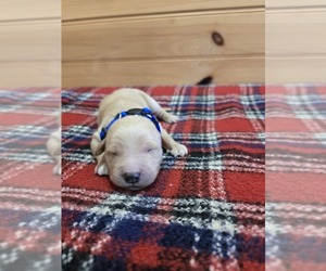 Golden Retriever Puppy for sale in WILLIAMSTOWN, KY, USA