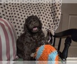 Small Photo #38 Australian Labradoodle Puppy For Sale in W FIELD, NC, USA