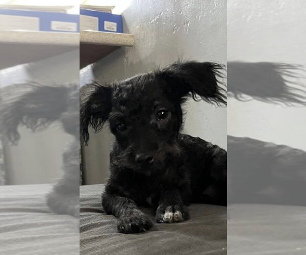 Medium Photo #4 Mutt Puppy For Sale in San Diego, CA, USA