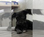 Small #3 Mutt