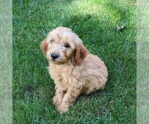 Goldendoodle Puppy for sale in NEW HOLLAND, PA, USA