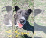 Small #2 American Staffordshire Terrier Mix