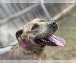 Small #1 American Pit Bull Terrier Mix