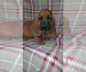 Basset Hound Puppy for sale in SALEM, WV, USA
