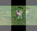Small #6 American Pit Bull Terrier Mix