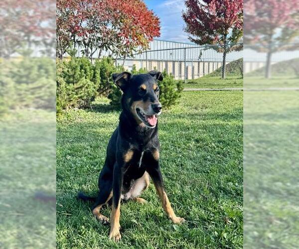 Medium Photo #2 Shepweiller Puppy For Sale in Toronto, Ontario, Canada