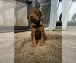 Puppy Red Doberman Pinscher