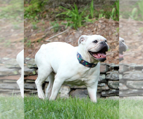 Medium Photo #2 Bulldog Puppy For Sale in Westminster, MA, USA