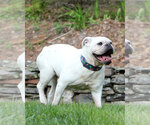 Small #1 Bulldog