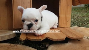 French Bulldog Puppy for sale in HOMESTEAD, FL, USA