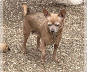 Chihuahua-Unknown Mix Dogs for adoption in Foristell, MO, USA