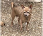 Small Chihuahua Mix