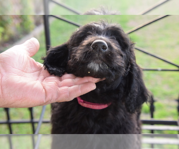 Medium Photo #4 Goldendoodle Puppy For Sale in SPIRO, OK, USA