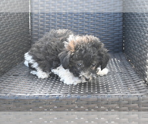 Bichpoo Puppy for sale in BLOOMINGTON, IN, USA