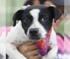 Mutt Dogs for adoption in San Antonio, TX, USA