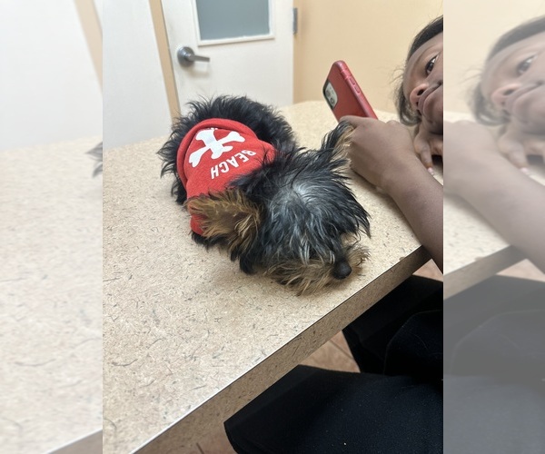 Medium Photo #1 Yorkshire Terrier Puppy For Sale in BOUND BROOK, NJ, USA
