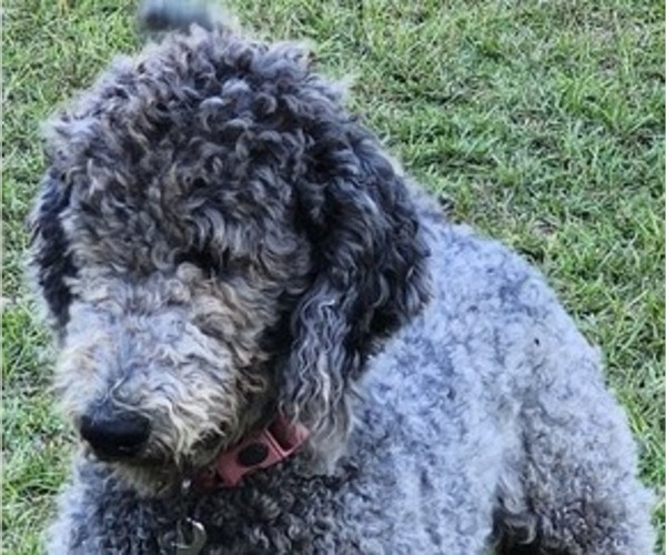 Medium Photo #1 Labradoodle Puppy For Sale in MILTON, FL, USA