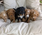 Small Photo #77 Cavapoo Puppy For Sale in GOSHEN, IN, USA