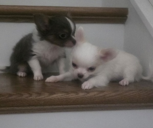 Medium Photo #1 Chihuahua Puppy For Sale in CLAYTON, NC, USA