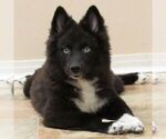 Small Photo #7 Huskimo Puppy For Sale in SEBRING, FL, USA
