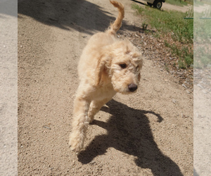 Goldendoodle Puppy for sale in PEYTON, CO, USA
