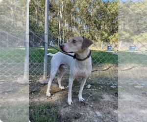 Beagle-Unknown Mix Dogs for adoption in New Orleans, LA, USA